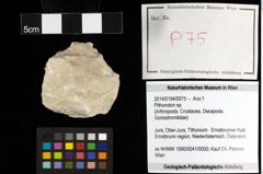 Foto (Objekt + Etiketten) von Pithonoton sp. 